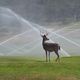 Image for article titled How Humans Can Engineer Wilder Cities With the Help of Animals